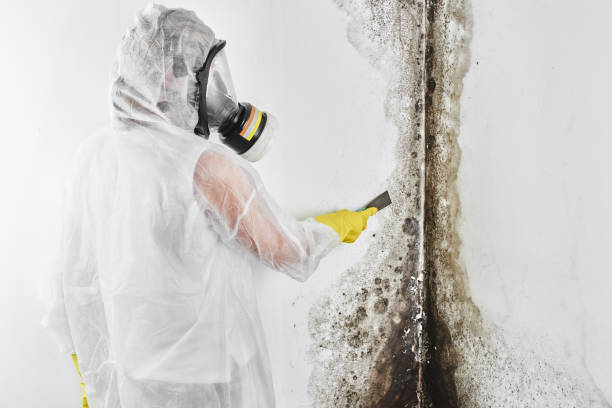 Best Mold Damage Repair  in Marienville, PA