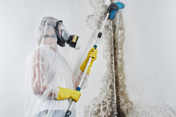 Best Mold Cleaning Services  in Marienville, PA