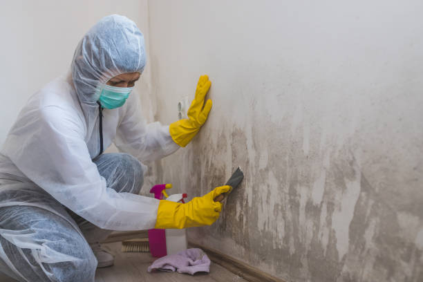 Trusted Marienville, PA Mold Removal Experts