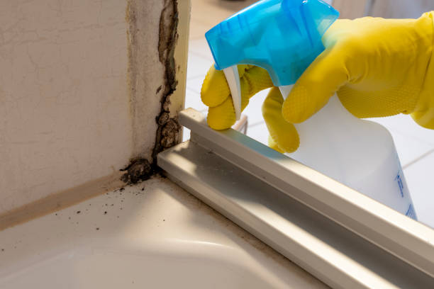 Best Mold Testing and Removal  in Marienville, PA