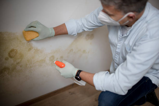 Best Office Mold Removal Services  in Marienville, PA