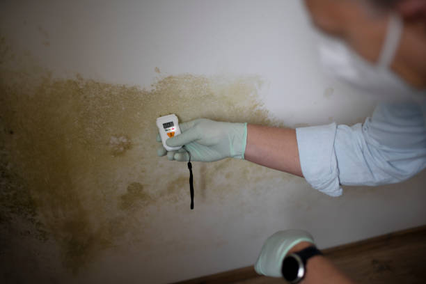 Best Home Mold Removal  in Marienville, PA