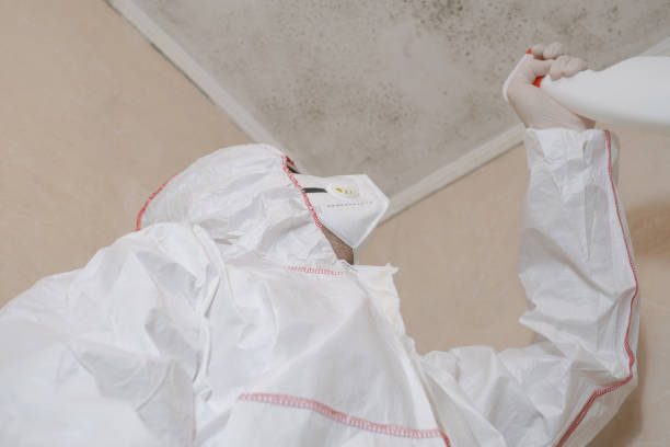 Mold Testing and Removal in Marienville, PA