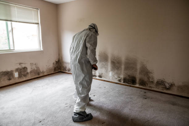 Best Mold Removal Company Near Me  in Marienville, PA