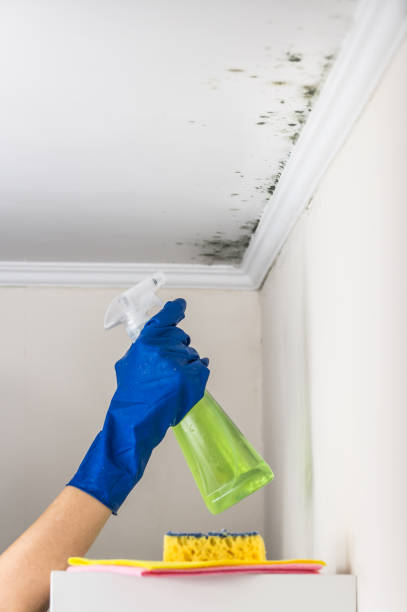 Best Best Mold Removal Companies  in Marienville, PA